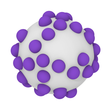model capsid
